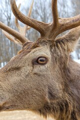 Deer with or without woods, closeups