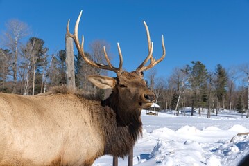 Deer with or without woods, closeups