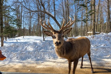 Deer with or without woods, closeups