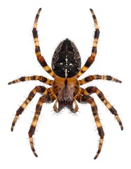 A spider, detailed close-up