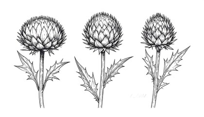 Botanical sketch of artichoke flowers
