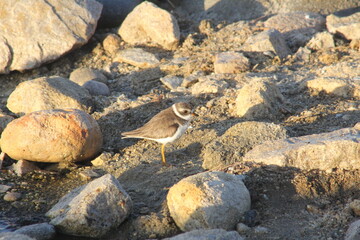 plover on rocks