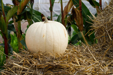 A white pumpkin lying on hay, with corn stalks in the background.