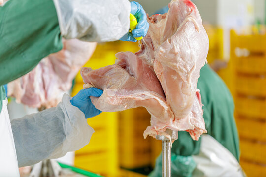 Turkey meat processing with knife and PPE in poultry plant