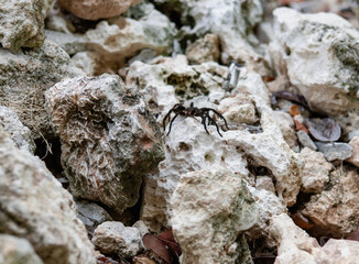 A close-up of a spider navigating through rocky terrain in natural habitat.