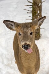 Dear showing it's tong in the snow