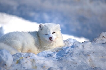 Naklejka premium Snow fox in the snow