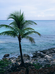 A palm tree stands gracefully against the backdrop of a tranquil seascape.