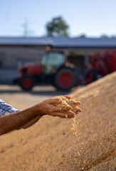 Farmer holding corn silage feed in hands on cattle ranch