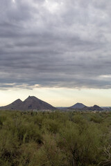 Obraz premium Dramatic Overcast Sky Above Arizona Desert Cactus – Lost Dog Wash Trail, Scottsdale, Arizona vertical photo