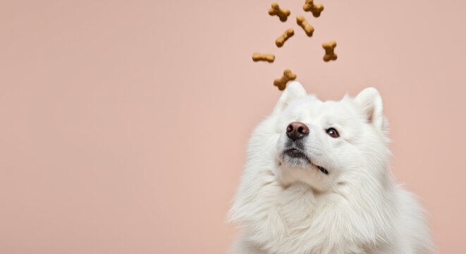 Anticipating dog stares at biscuit rain.