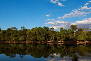 Fototapeta premium Lago na floresta 