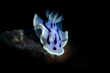 Nudibranch at Mabul Island, Malaysia © Steve