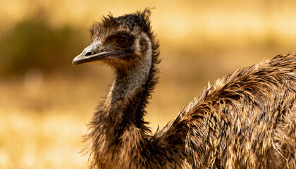 a close-up portrait of an emu (dromaius novaehollandiae) in a natural environment