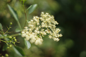 White flower closeup 