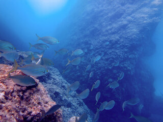 Vita Marina nel Mediterraneo 1928