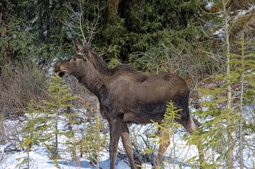 Young moose in Jasper, Canada