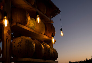 Pumpkins on wooden shelves illuminated by warm glowing vintage bulbs. Cozy rustic autumn atmosphere background for fall, harvest, farmers markets and Halloween themes. Happy Thanksgiving Day.