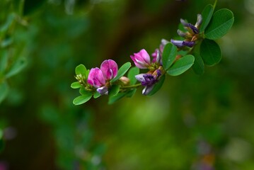 Lespedeza bicolor (Bush clover) flowers. Japanese name 'Yamahagi'.
Fabaceae deciduous shrub. Reddish-purple butterfly-shaped flowers bloom from August to October.