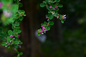 Lespedeza bicolor (Bush clover) flowers. Japanese name 'Yamahagi'.
Fabaceae deciduous shrub. Reddish-purple butterfly-shaped flowers bloom from August to October.