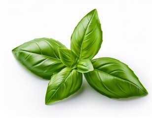 Fototapeta premium isolated white background of green basil leaf for culinary use