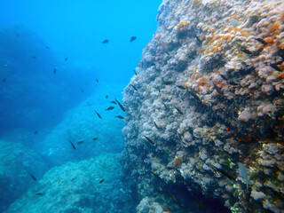 Banco di pesci sulla Scogliera Sottomarina della Riserva Naturale di Isola Bella 2095