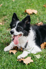 Border Collie dog lying on green grass surrounded by fallen leaves, enjoying a sunny day outdoors, showcasing a playful and relaxed demeanor in a natural setting