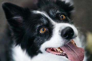 A playful Border Collie dog with bright eyes and a happy expression, showing off his friendly nature and vibrant personality in a natural outdoor setting.