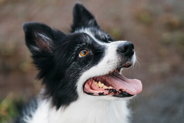 A happy, bright-eyed dog breathes playfully outside, surrounded by greenery, displaying a joyful expression and vibrant personality in a natural setting.