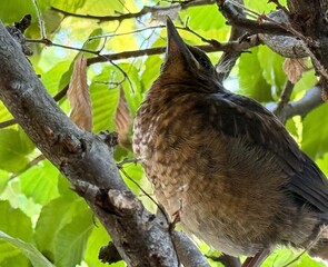 A blackbird fledgling in the dense foliage of a shrub, in the rays of the summer evening sun.