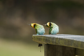 Australian Rainbow Bee Eaters on the Sunshine Coast, Queensland