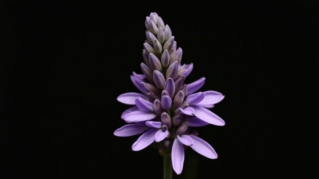 Blooming lavender flower growing timelapse animation on black background