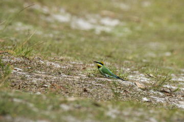 Australian Rainbow Bee Eaters on the Sunshine Coast, Queensland