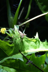 INSETTO SULLE FOGLIE