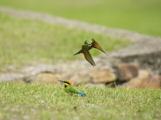Australian Rainbow Bee Eaters on the Sunshine Coast, Queensland