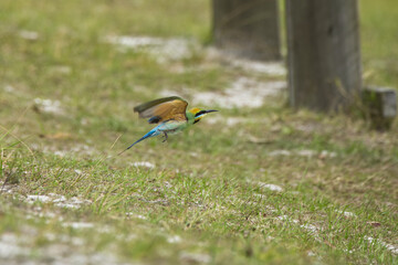 Australian Rainbow Bee Eaters on the Sunshine Coast, Queensland