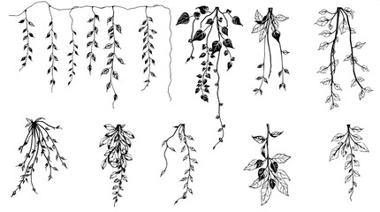 "Overhead composition of botanical ink sketches, divided into three neat rows. The plants include hanging foliage, vine tendrils, and leaf clusters, drawn in bold monochrome with fine shading details.