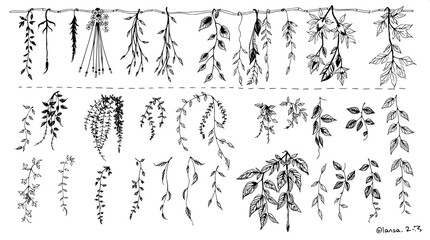 "Overhead composition of botanical ink sketches, divided into three neat rows. The plants include hanging foliage, vine tendrils, and leaf clusters, drawn in bold monochrome with fine shading details.