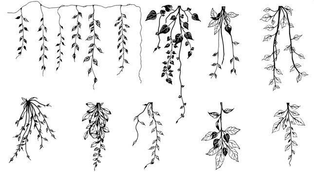 "Overhead composition of botanical ink sketches, divided into three neat rows. The plants include hanging foliage, vine tendrils, and leaf clusters, drawn in bold monochrome with fine shading details.