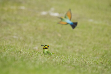 Australian Rainbow Bee Eaters on the Sunshine Coast, Queensland