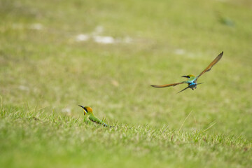 Australian Rainbow Bee Eaters on the Sunshine Coast, Queensland