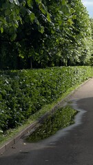 Green hedge and puddle reflection after rain along park pathway in summer  
