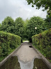 Beautiful park alley with wet pavement and puddles after summer rain. Green hedges, lush trees, and natural landscape in an urban park. Relaxation, nature walk, peaceful environment, and eco-friendly 