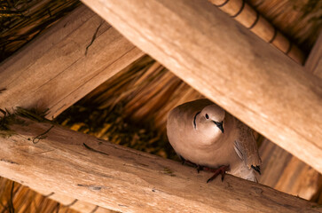 A dove resting on a wooden beam beneath a thatched roof in coastal setting.