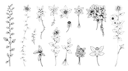 "A collection of artistic plant illustrations in black and white, shown from above in a flat lay style. Each plant varies in structure, from creeping vines to leafy bunches, drawn with rich, textured 