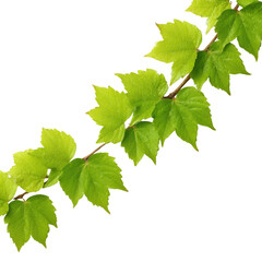 Fototapeta premium A vine branch with vibrant green leaves, isolated on a transparent background. background removed