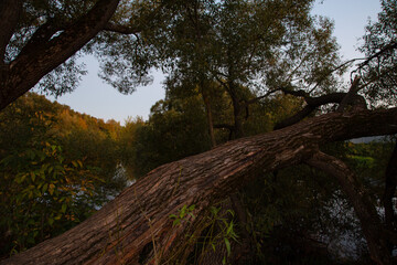 Sun rays through trees above the river with old big trunk autumn leaves tree