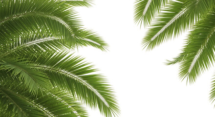 Obraz premium Close-up of Green Palm Fronds on Black palm leaves