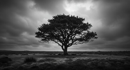 Solitary ancient tree stands strong against dramatic moody sky in stark black and white