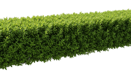 Dense Green Hedge Row with Transparent Background bush